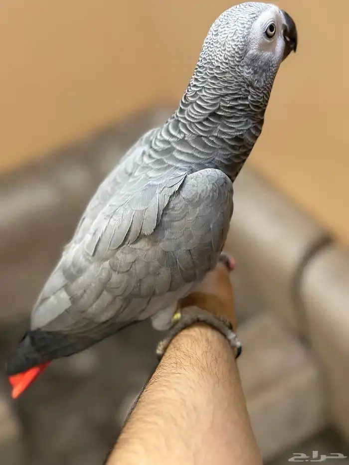 كاسكو للبيع 2