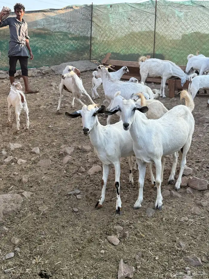 10 ماعز بيشيات صنف الصنف معها 10 13