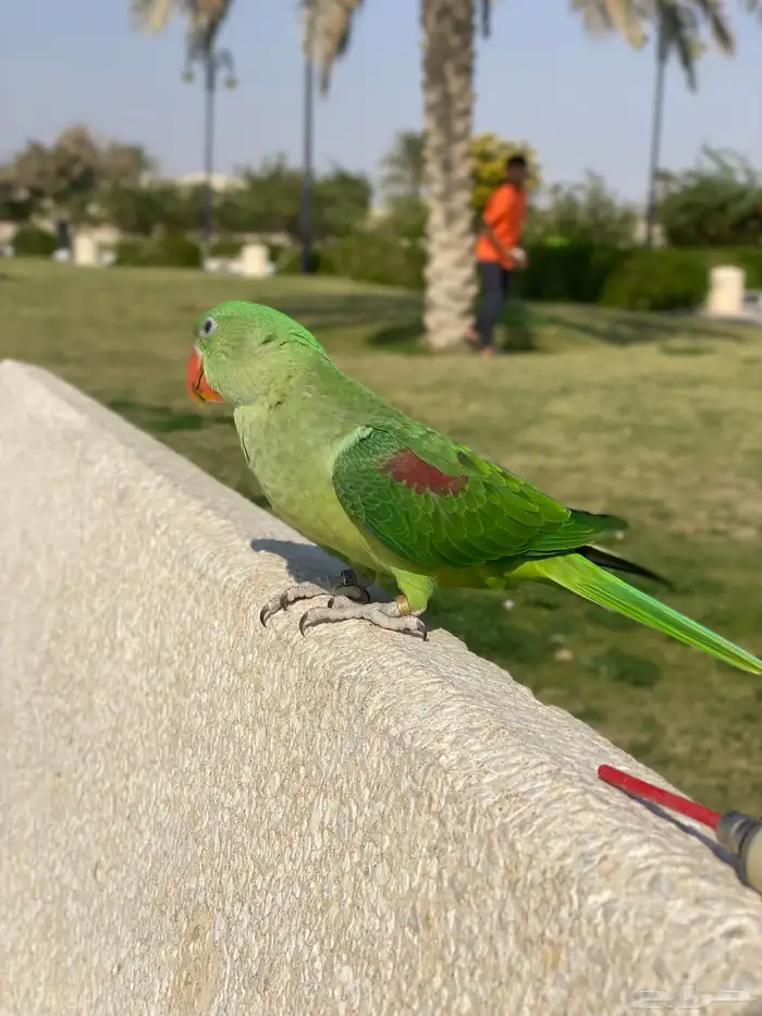 درة نيباليه هدد داخلي وخارجي واليفه معا الكل 2