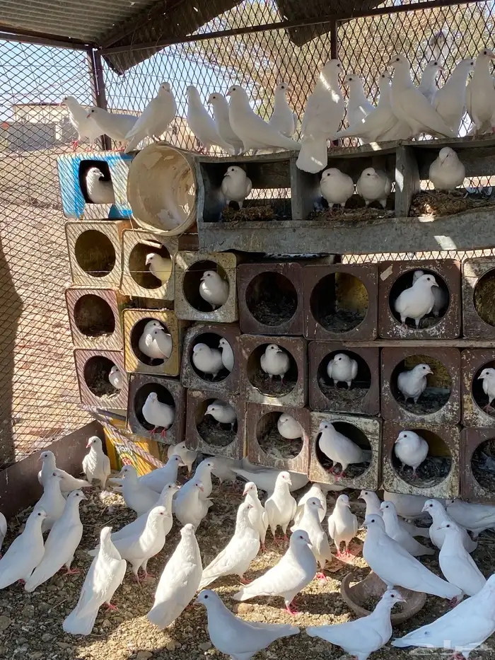 حمام فرنسي منتج شرط 1