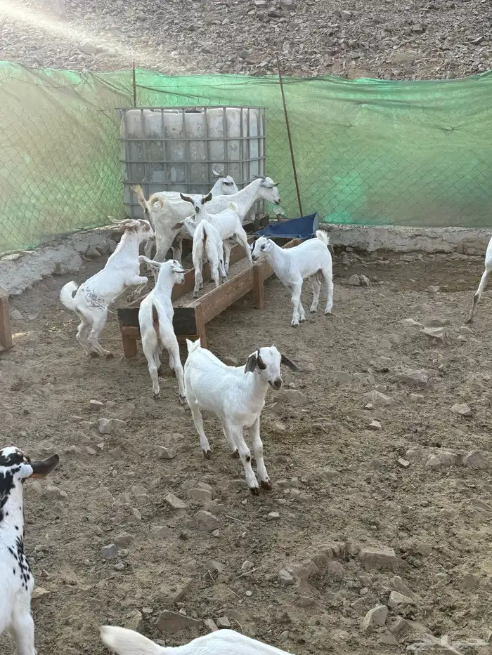 10 ماعز بيشيات صنف الصنف معها 10 23