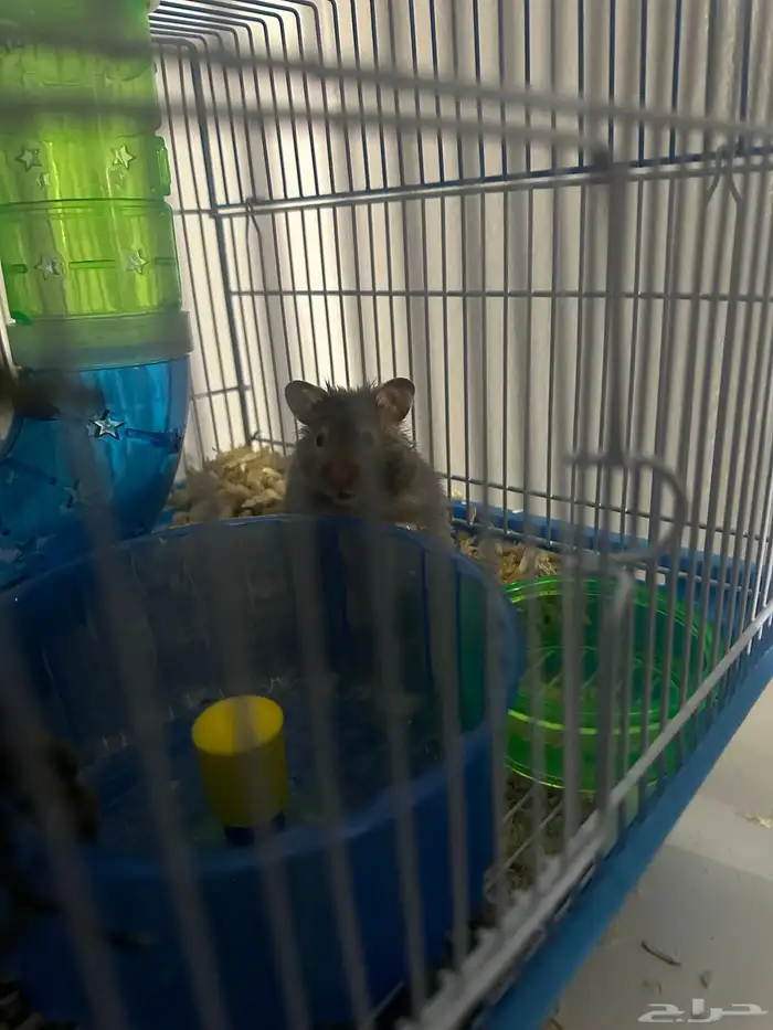 قفص هامستر مع هامستريين 1