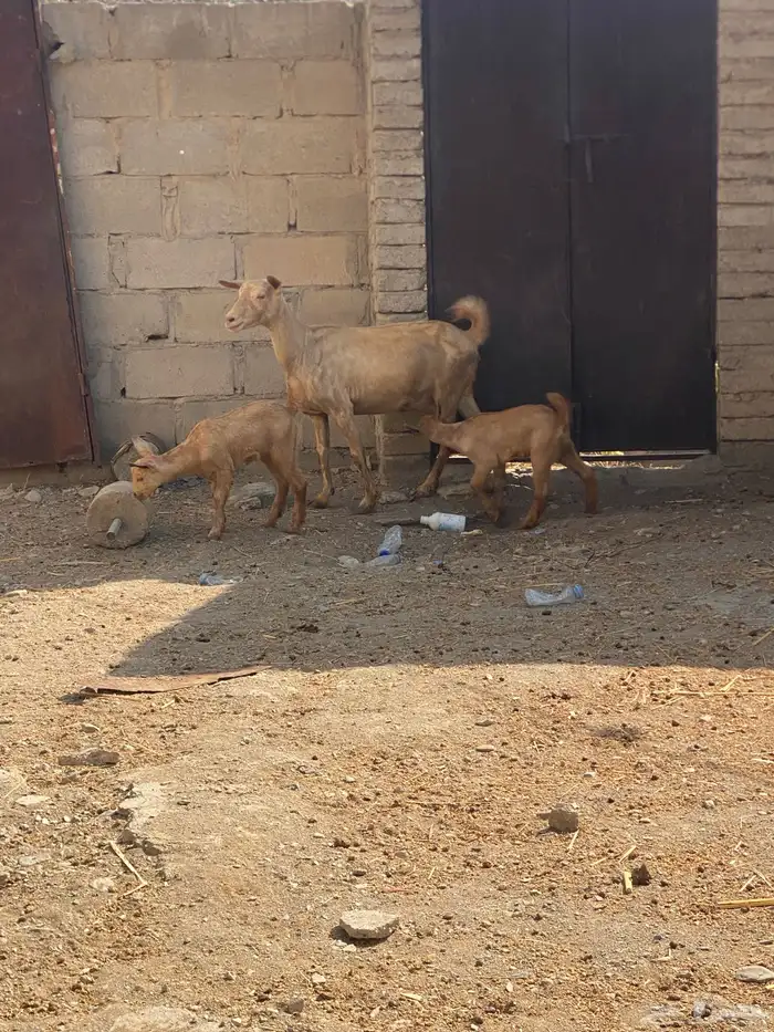 تيس بيشي وعنز والد 5