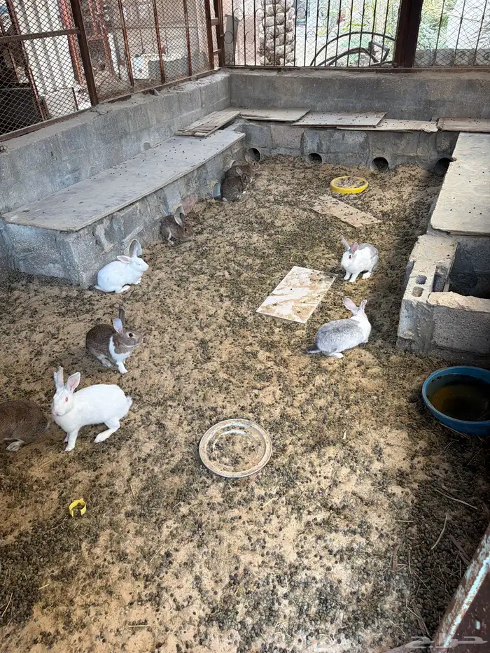 ارانب اناثي وذكر واحد 0