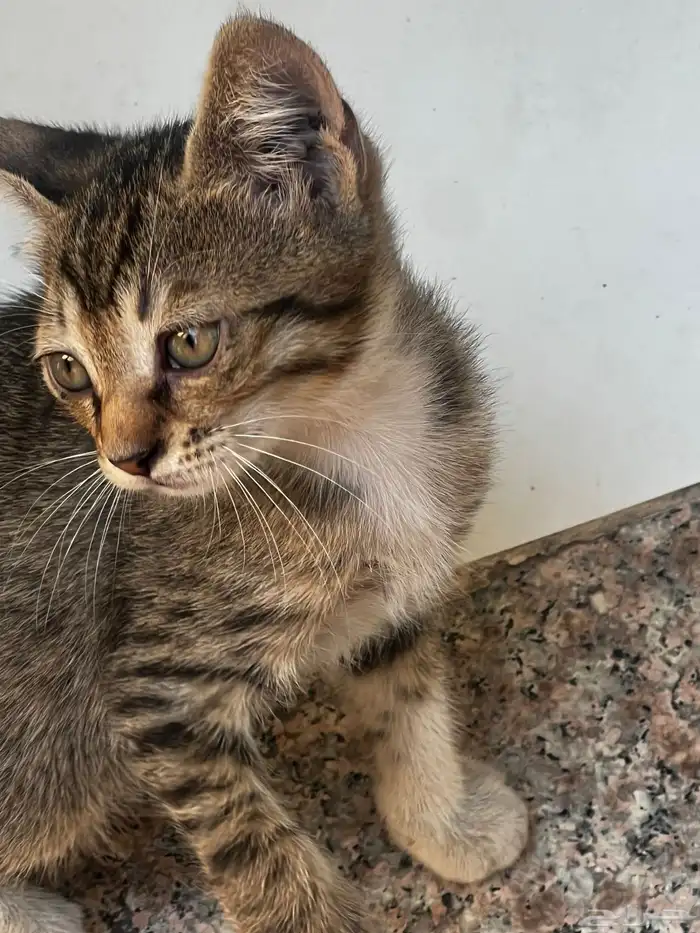 قطط كتين للتبني 0