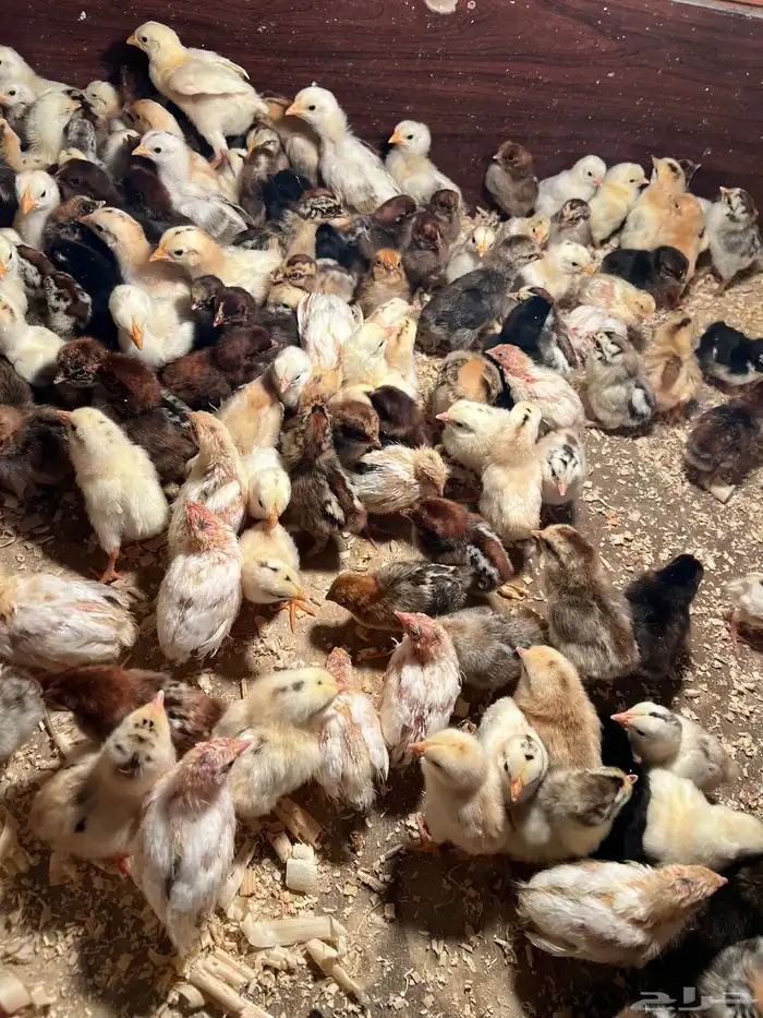 صوص بلدي فواتح ومعه شوي فيومي 1