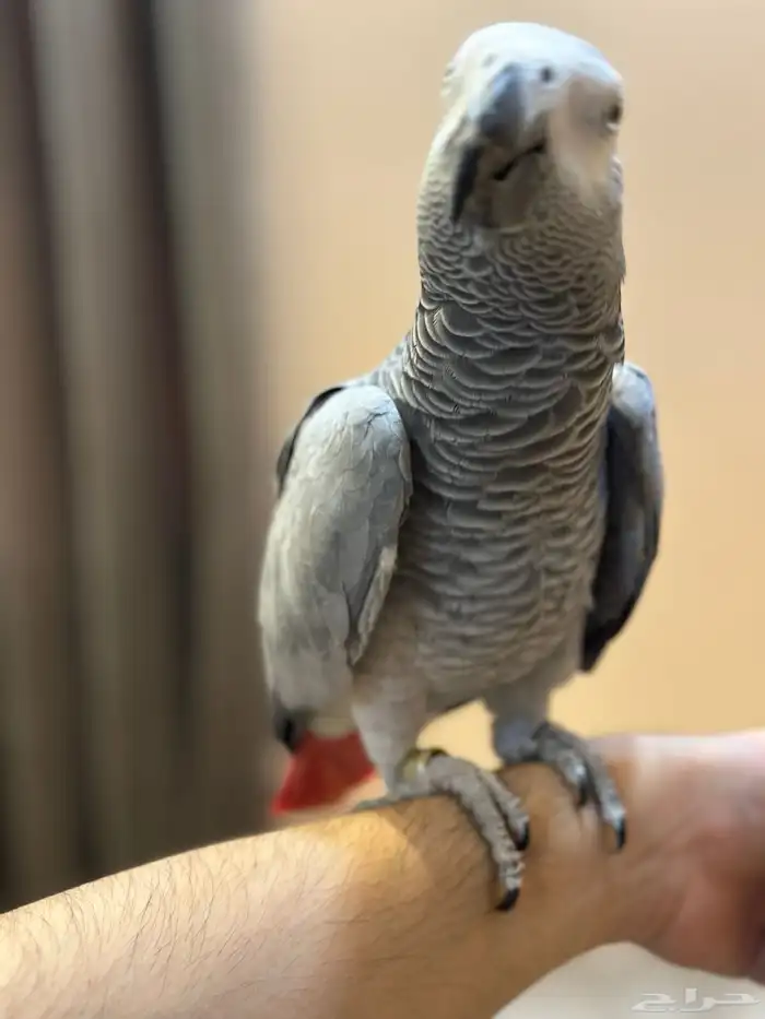 كاسكو للبيع 1