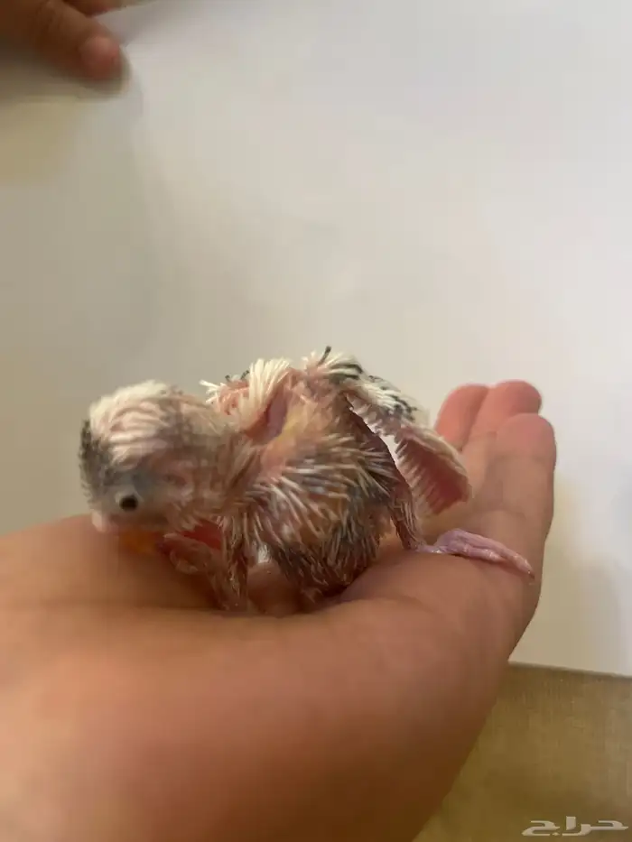 فرخ بادجي عمره15 يوم متربي معى امه وابوه السعر معى السوم 1