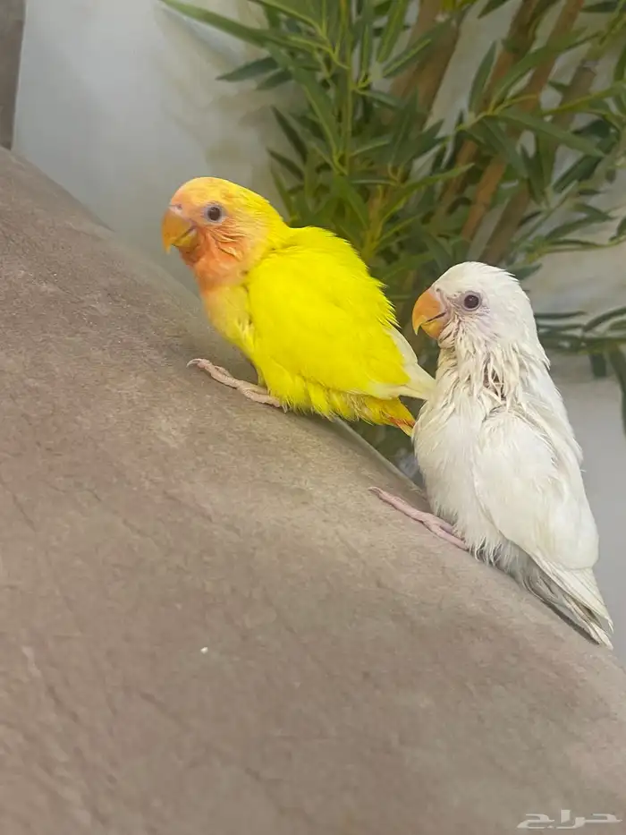 للبيع حبيتين روز البينو وحبه اورنج ابلاين 2