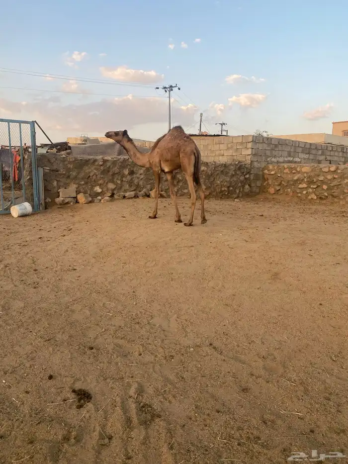 حاشي لباني شراكه 0