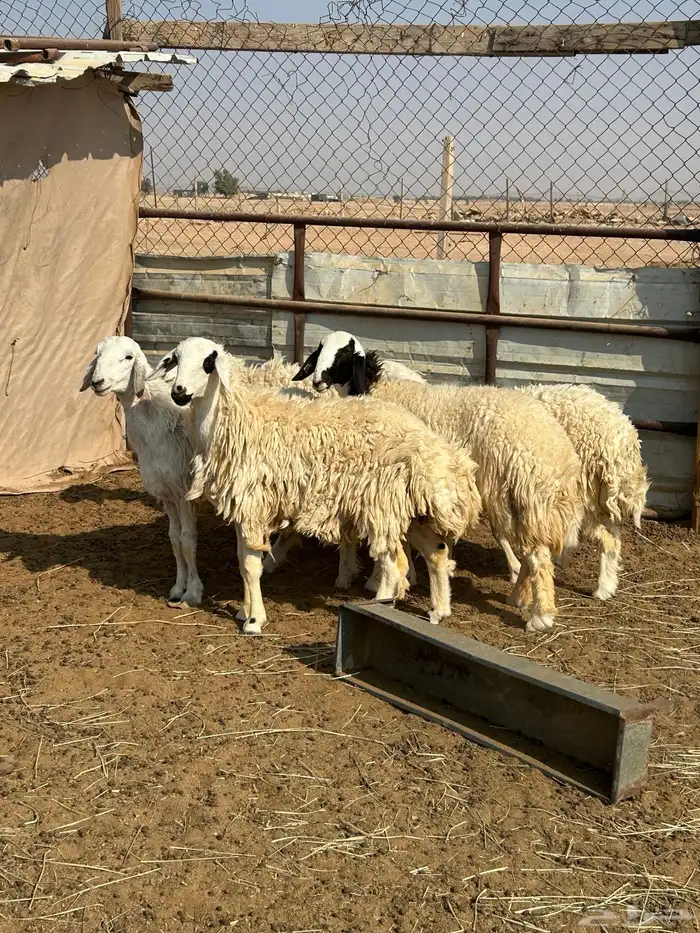 حريات للبيع. عدد 5 0