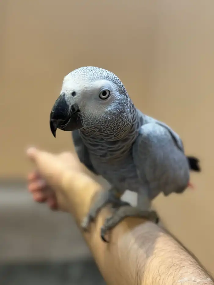 كاسكو للبيع 0