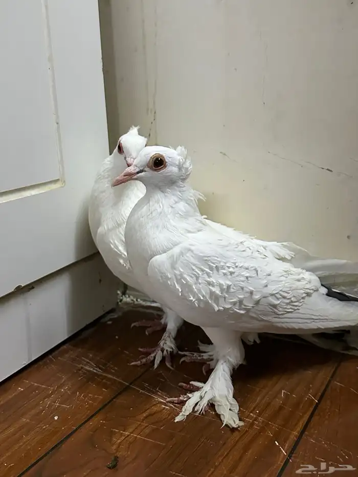 للبيع حمام زينه 0