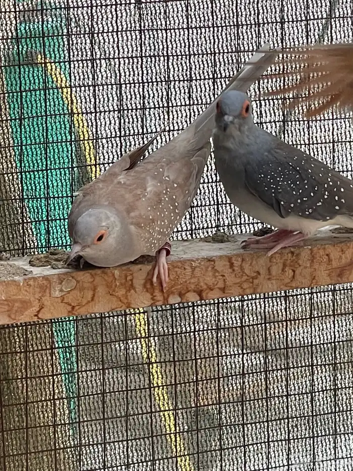 حمام يمام ملكي ماسي 16