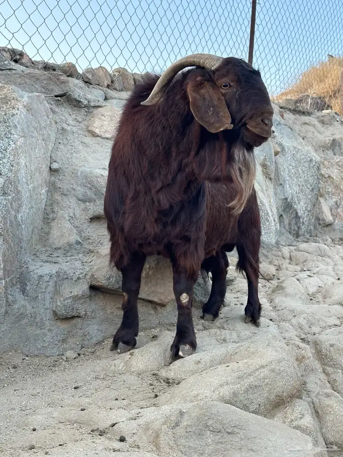 فحل كلهاري بيور 1