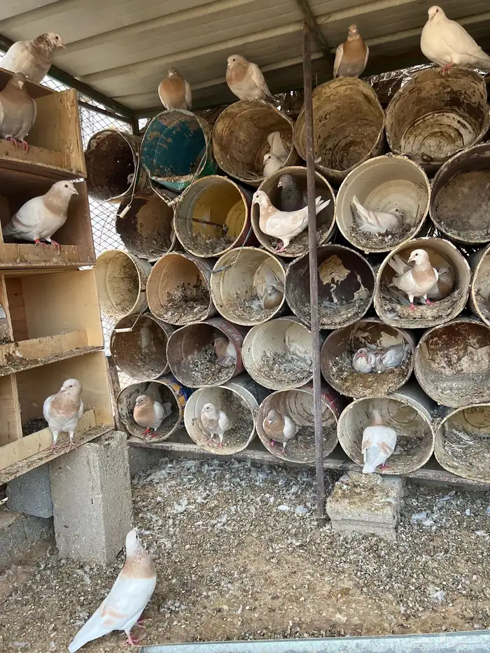 عشة حمام كريمي للبيع 1