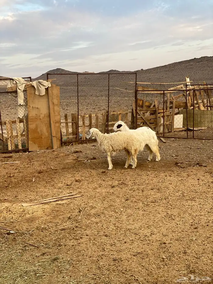 للبيع رخل جذعات حيل ذبايح 7