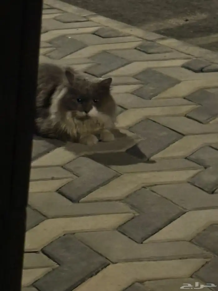 قطوه ضايعه ولي العهد 2