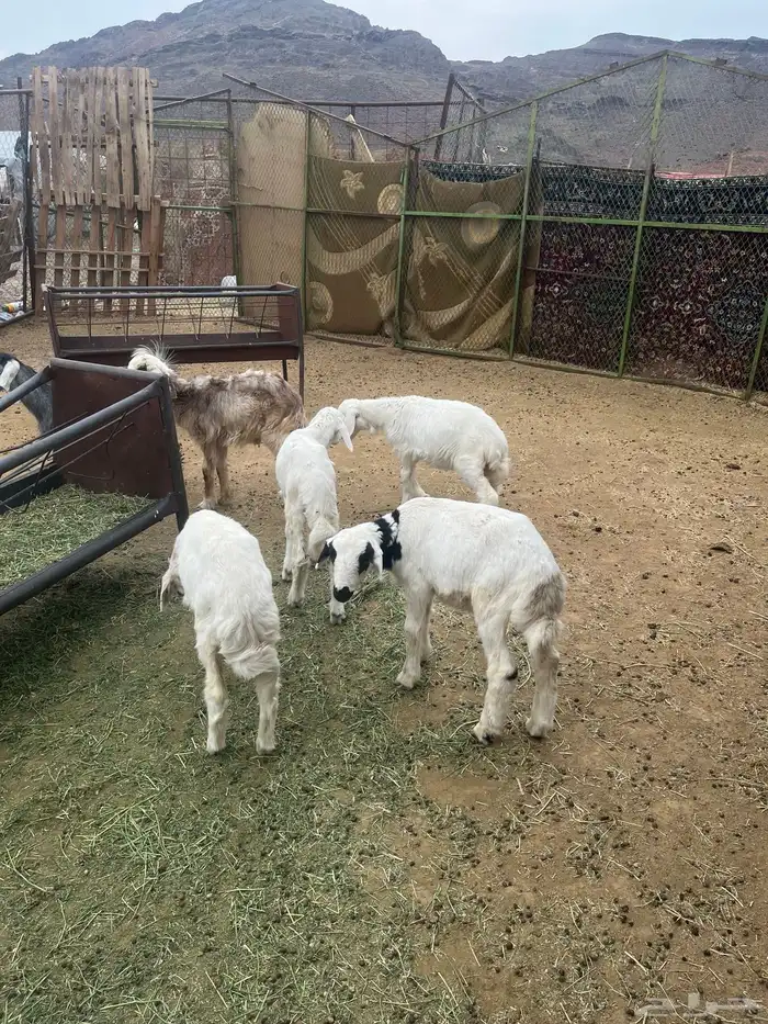 بهم طليان ورخال 0