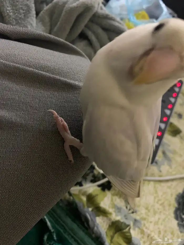 روز هدد نشبه ما شاء الله التواصل واتس فقط 4