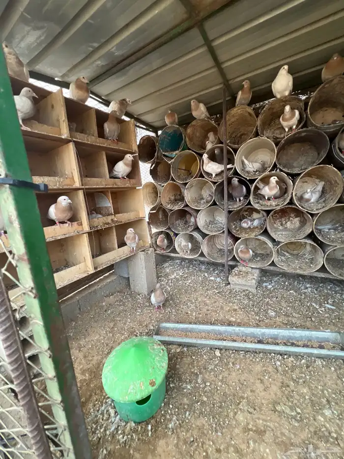 عشة حمام كريمي للبيع 3