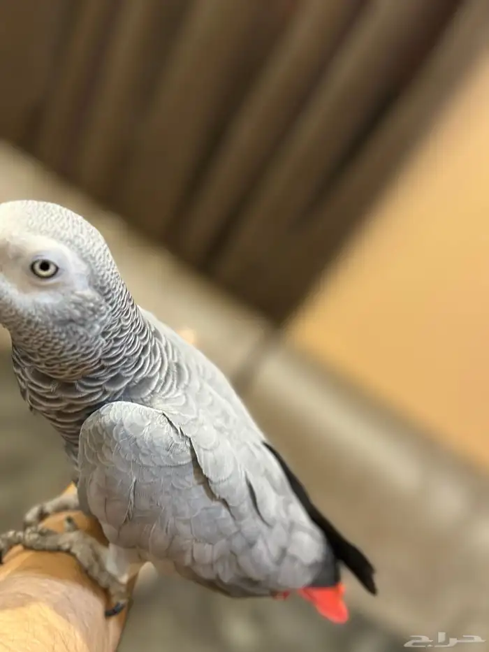 كاسكو للبيع 3