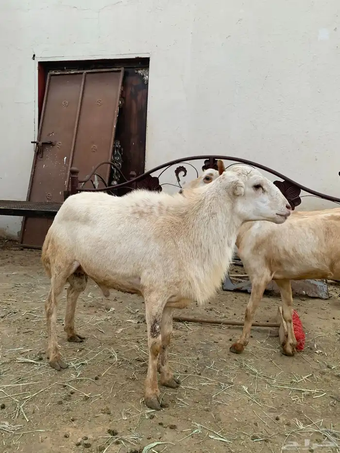 فرير بلدي فحل السن رباع للبيع على السوم 0