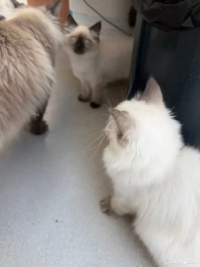 قطط للتبني ذكر وأنثى 4 شهور 0