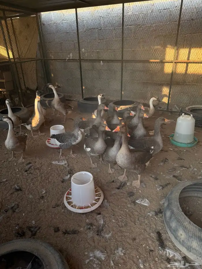 وز عراقي وبلدي 0