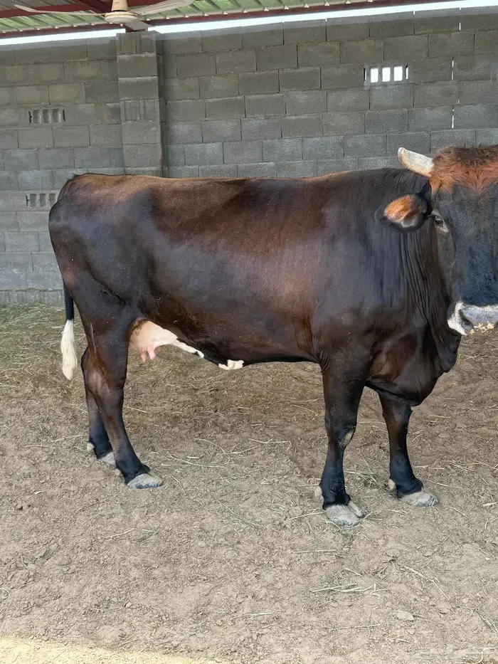 بقرة دنمركية فاخرة 2