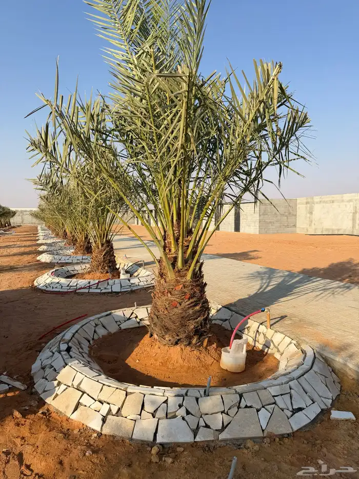 نخيل مثمر للبيع 5