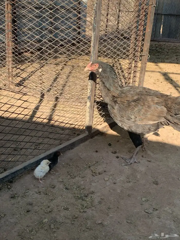 دجاجه باكستانيه مفرخه 1