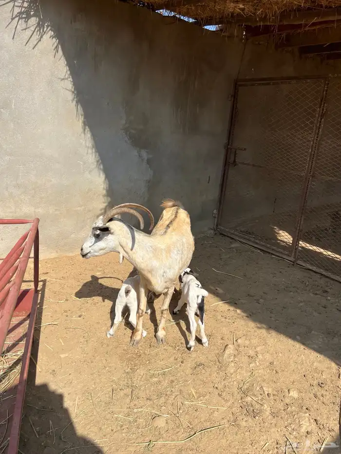 معزا غنم للبيع 1