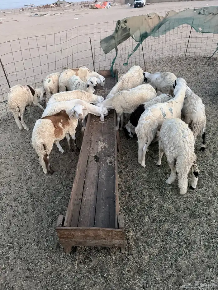 سواكني مربى 0