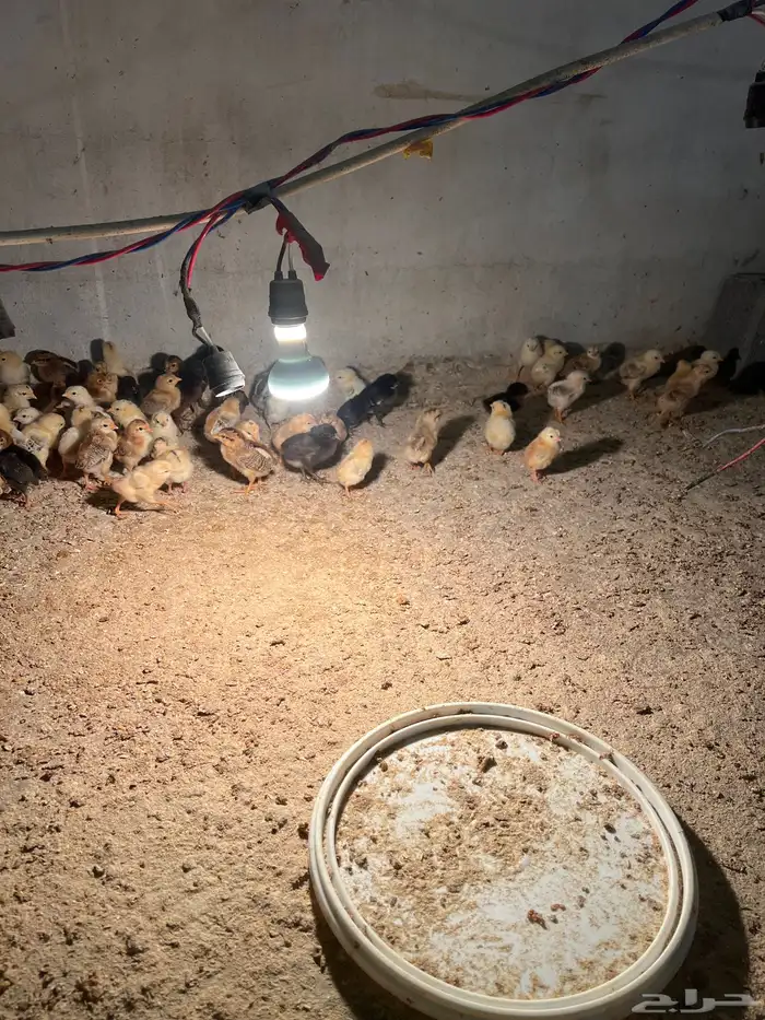 دجاج بلدي. صوص عمره أسبوع 1