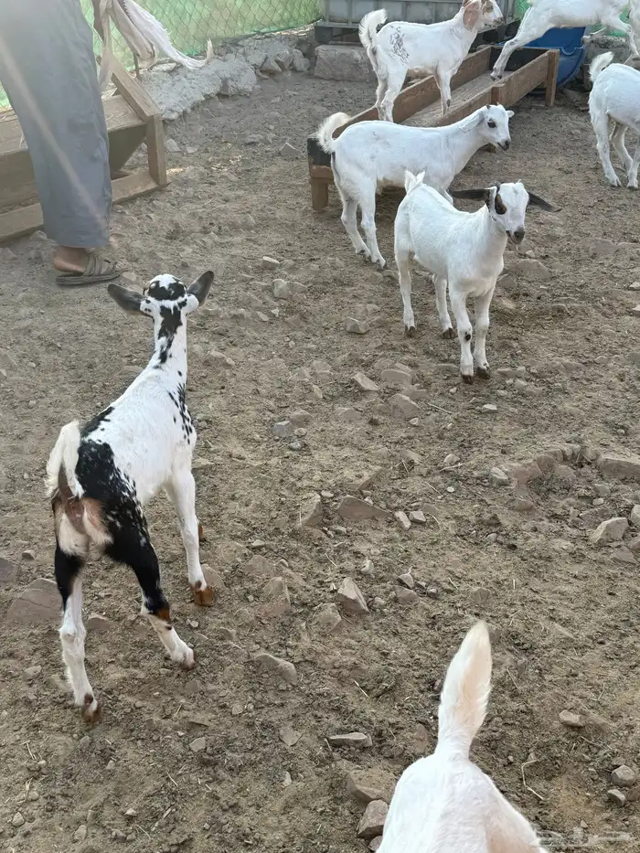 10 ماعز بيشيات صنف الصنف معها 10 19