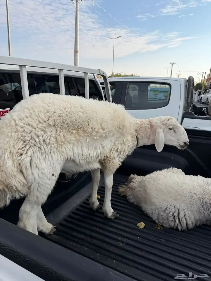 ذبابح للبيع التواصل  050 364 6485 1