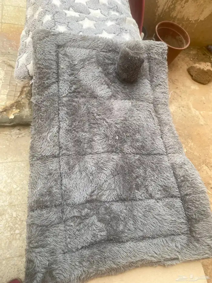 مستلزمات قطط للبيع 3