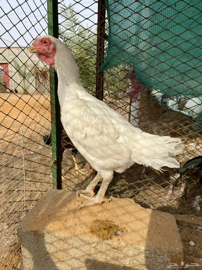 للبيع ديكين فارسي ودجاج جاوي 3
