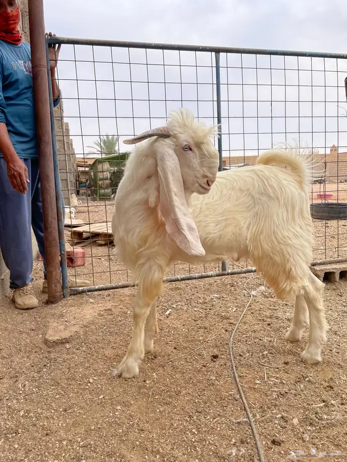 تيس مشروع فحل ابرص مطور 15