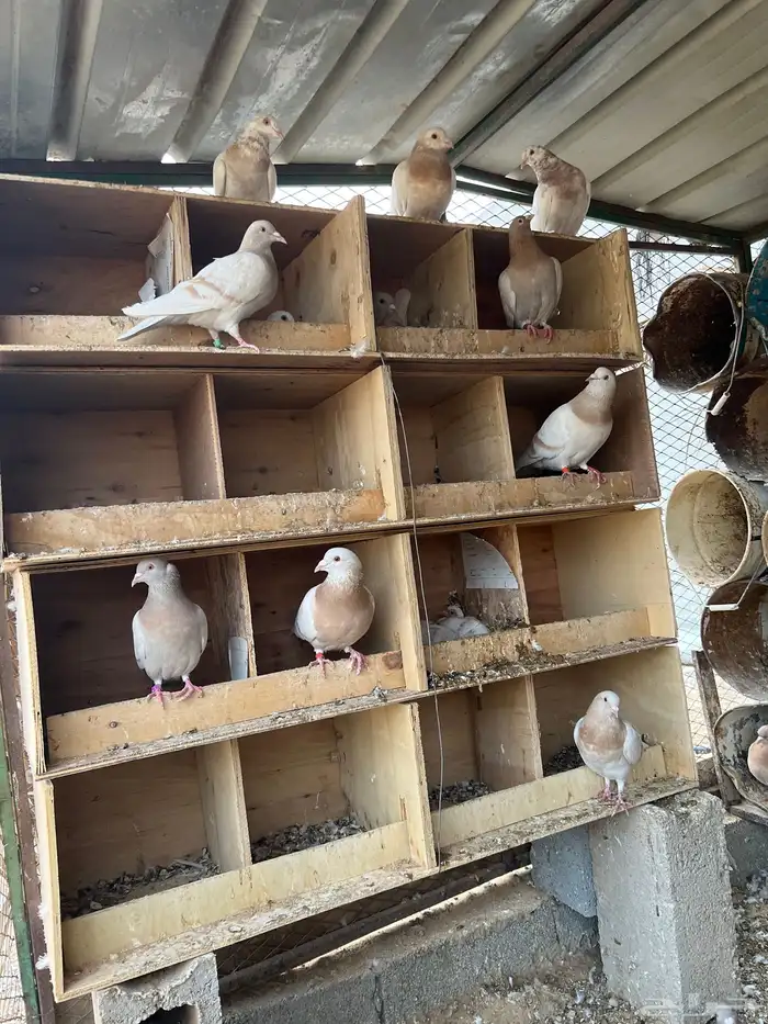 عشة حمام كريمي للبيع 2