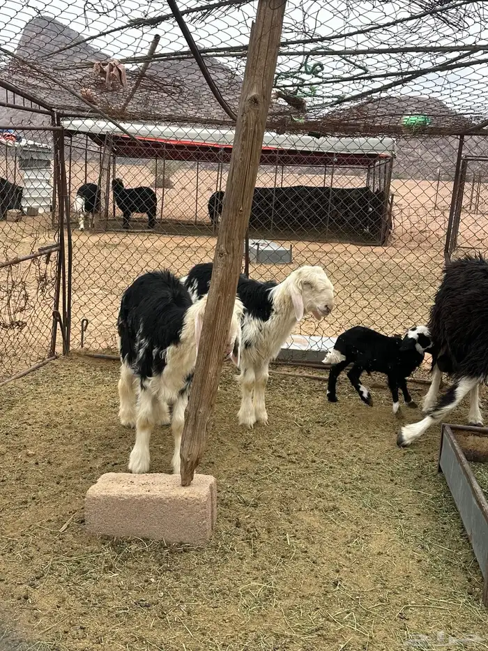 نعجه والد وخروف ورخل 2