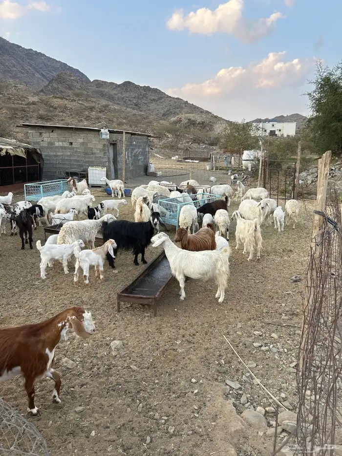 غنم وماعز مراح واحد 0