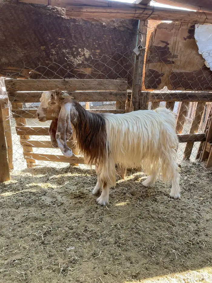 جفره ذبيحه طيبه 1