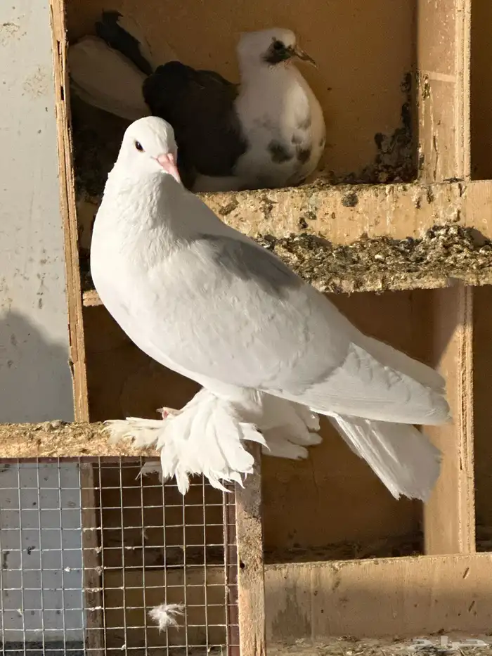 حمام رقاص جمله 5