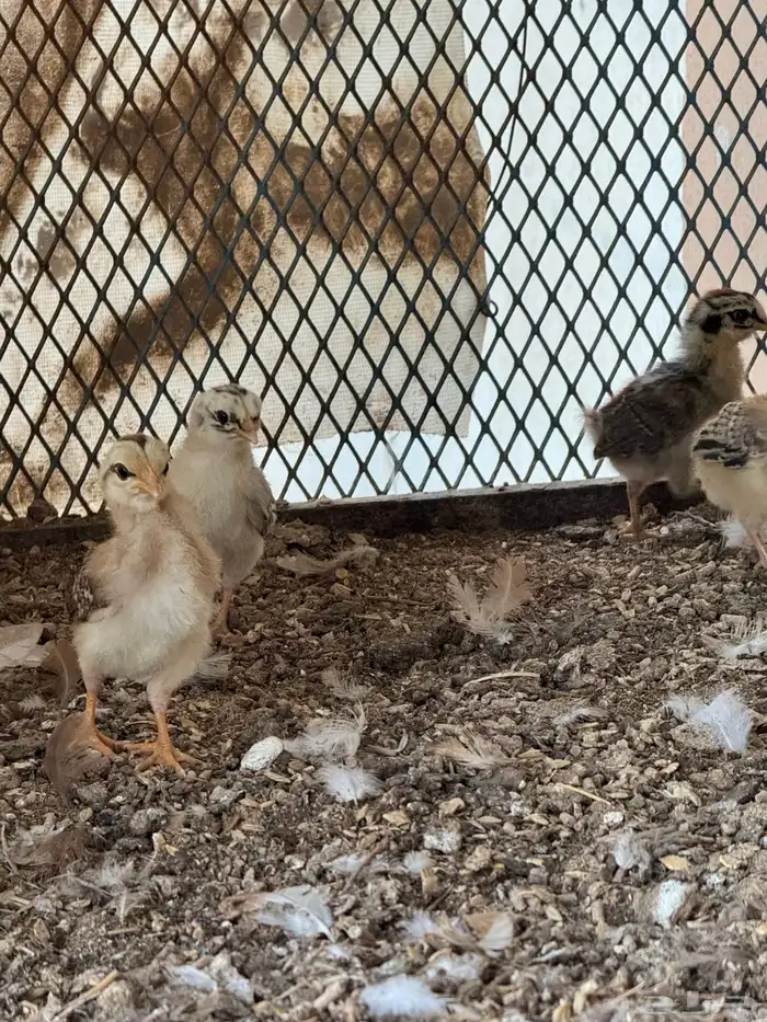 دجاجه بفرخها 8