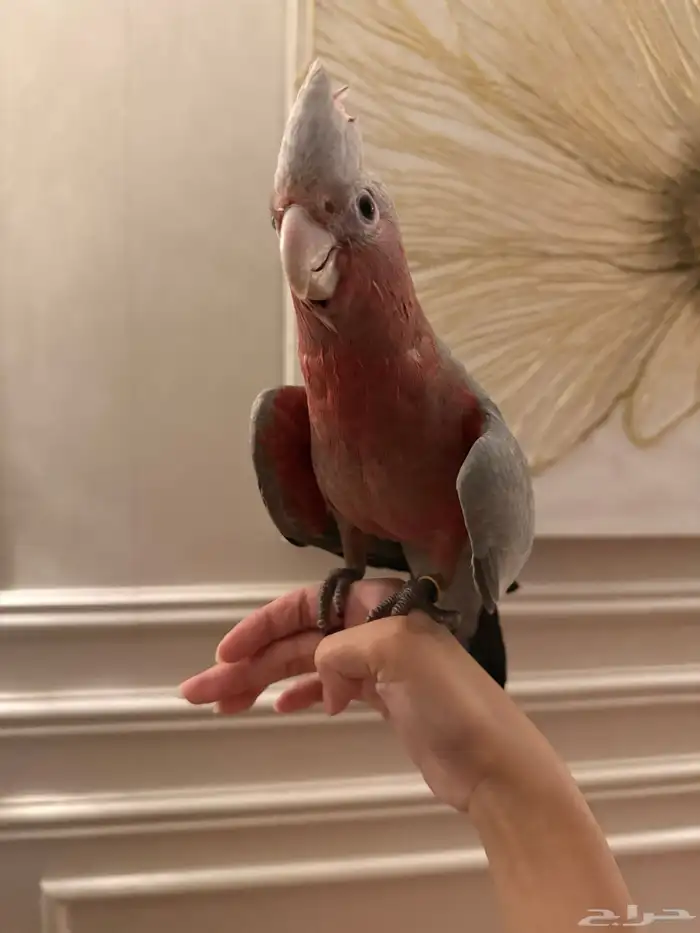 كوكاتو قالا فرخ 0