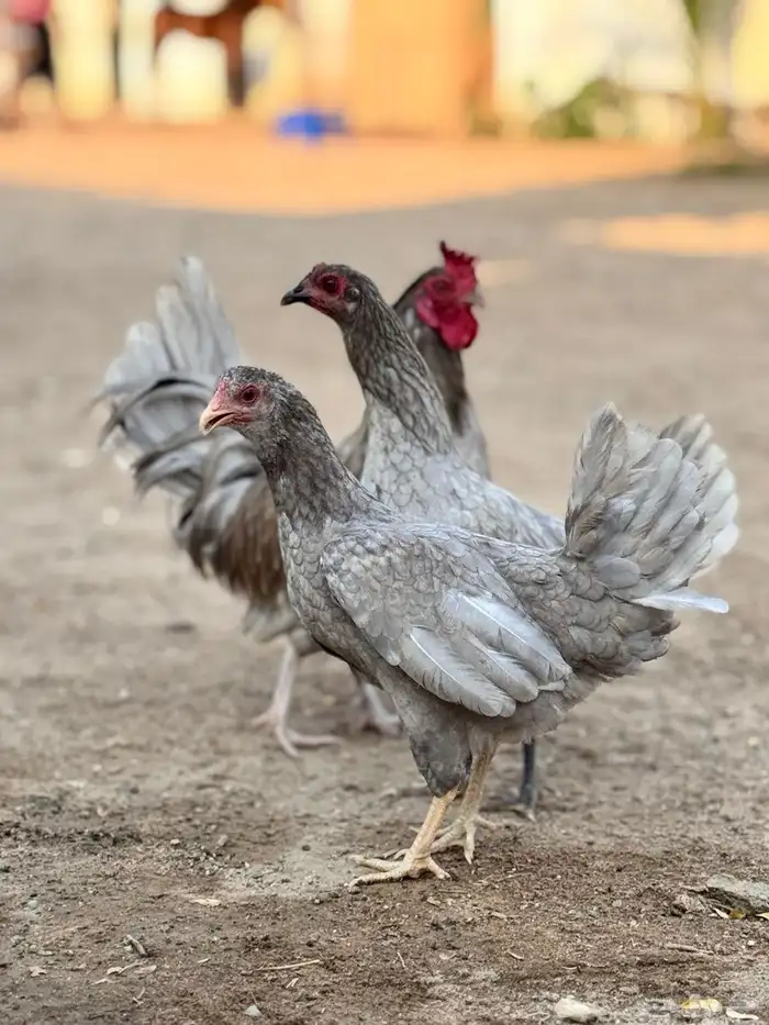 طقم بلدي فاخر رصاصي 0