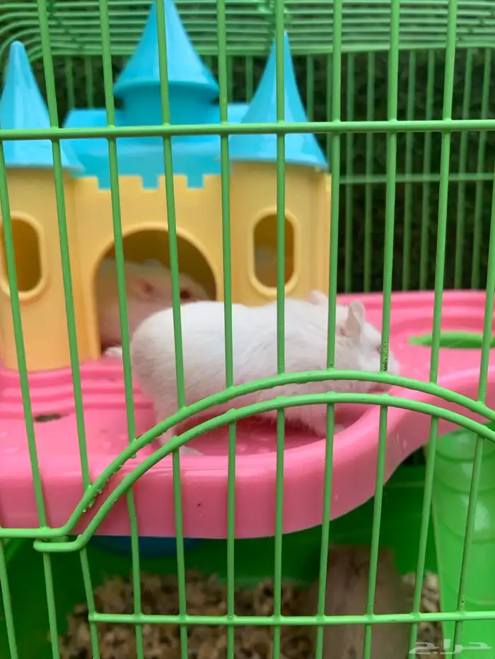 للبيع هامستر 3