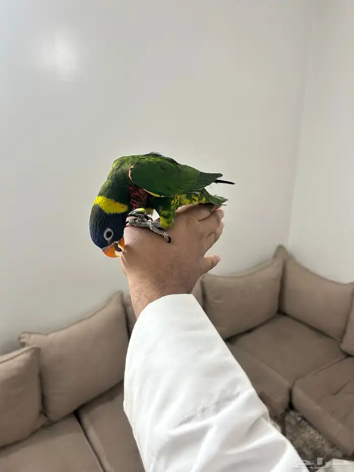 لوري اليف و هدد 2